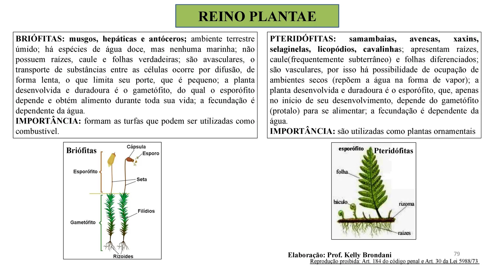 Página 79 — Reino Plantae: briófitas e pteridófitas, com ilustrações de musgo e samambaia