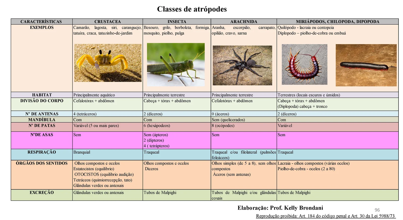 Página 96 — Classes de artrópodes: tabela comparativa de crustáceos, insetos, aracnídeos e miriápodes