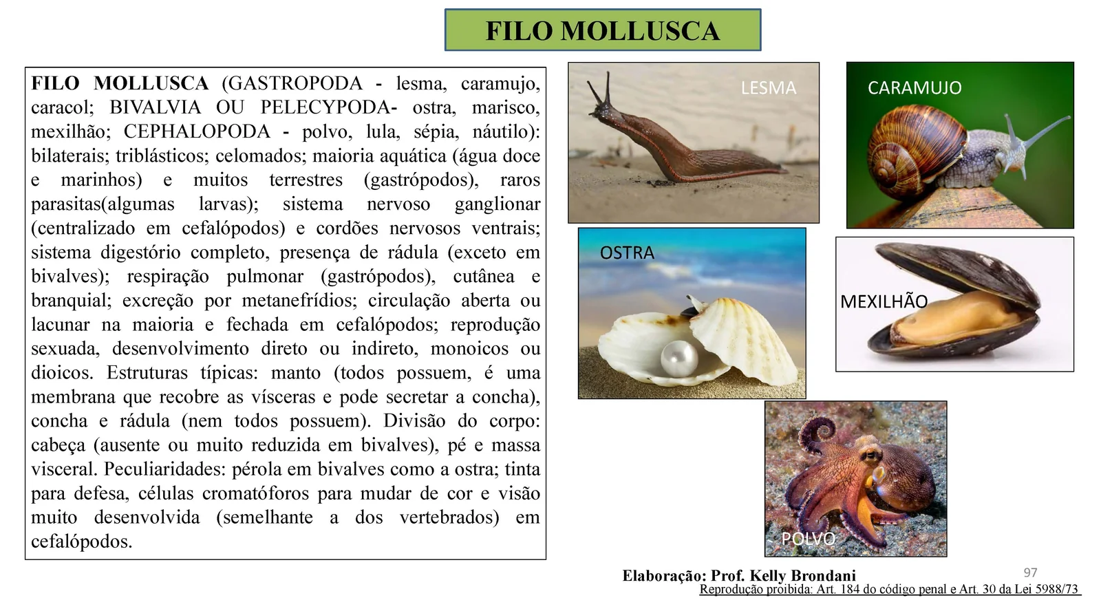 Página 97 — Filo Mollusca: gastrópodes, bivalves e cefalópodes, com fotos de lesma, caramujo, ostra, mexilhão e polvo